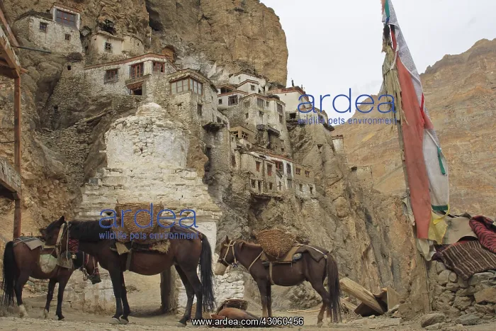 : Horses resting in Phuktal village Zanskar India : Horses resting in Phuktal village Zanskar India
