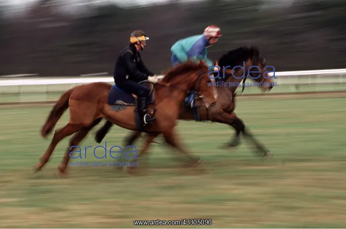 : HORSES & RIDERS - GALLOPING : HORSES & RIDERS - GALLOPING