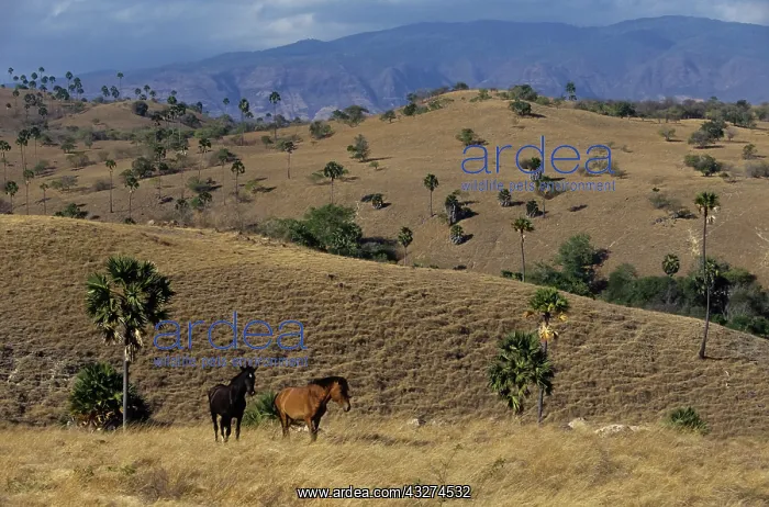 : Horses on Rinca Island : Horses on Rinca Island