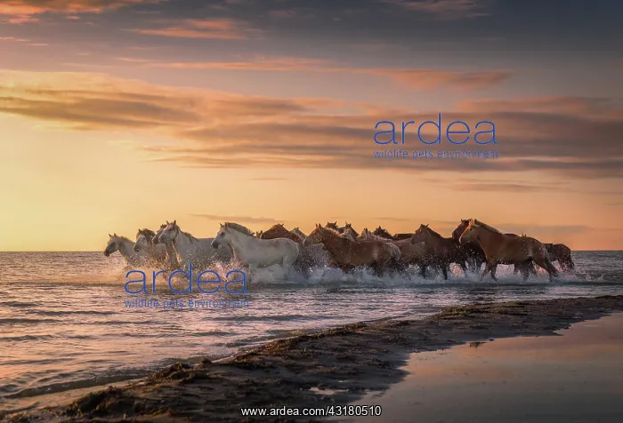: Horses running through the water, shore of lake : Horses running through the water, shore of lake