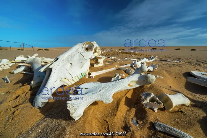 : Horses, Sand Dunes, Swakopmund, Namibia, Africa : Horses, Sand Dunes, Swakopmund, Namibia, Africa