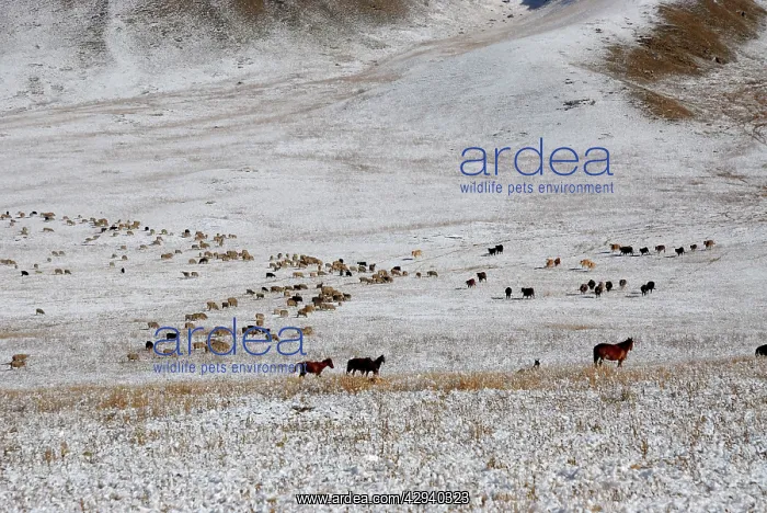 : Horses and Sheep herds : Horses and Sheep herds