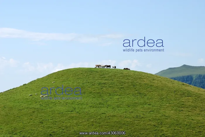 : Horses and sheep on a hill Auvergne France : Horses and sheep on a hill Auvergne France
