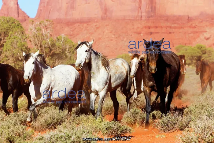 : Horses - The Three Sisters : Horses - The Three Sisters