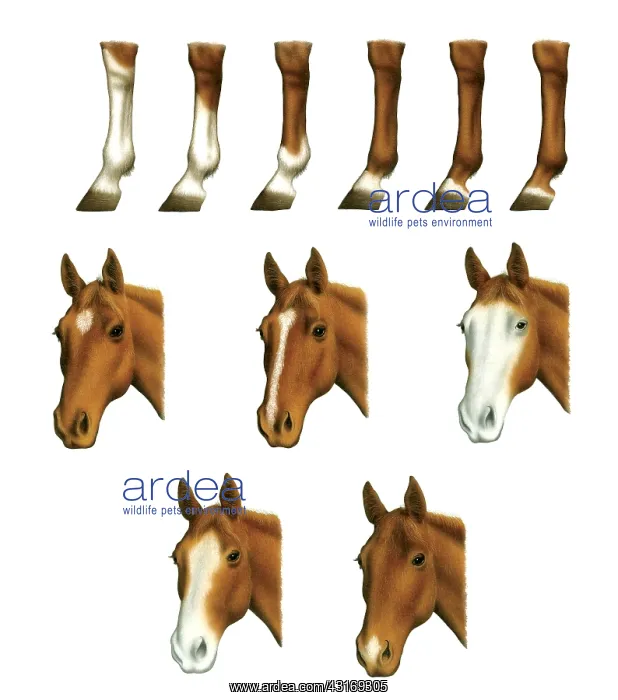  : Horses SkeletonHorses have a bony framework called
