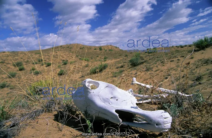 : Horse's Skull - in desert : Horse's Skull - in desert