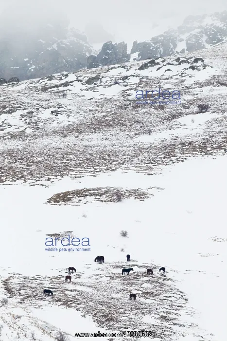  : Horses in snow covered mountains