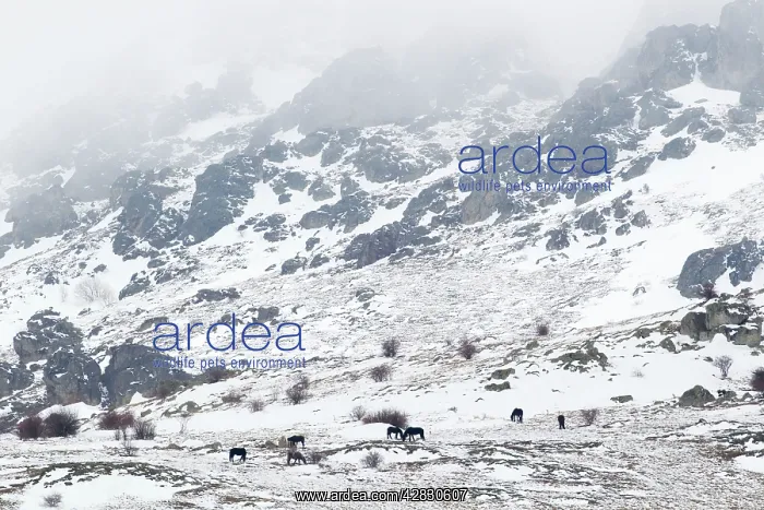 : Horses in snow covered mountains : Horses in snow covered mountains