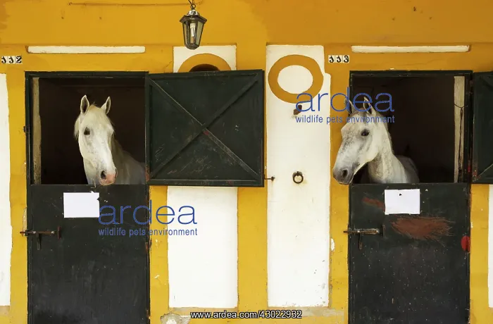 : Horses - Stallions in their stable : Horses - Stallions in their stable