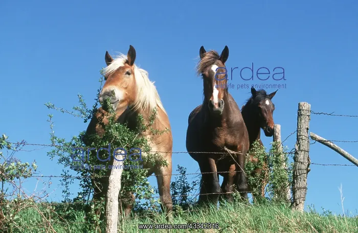  : HORSES - STANDING AT FENCE