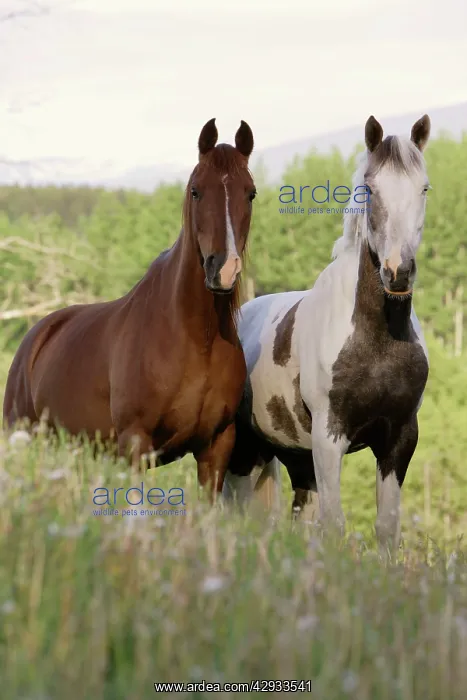 : Horses - two standing together in pasture