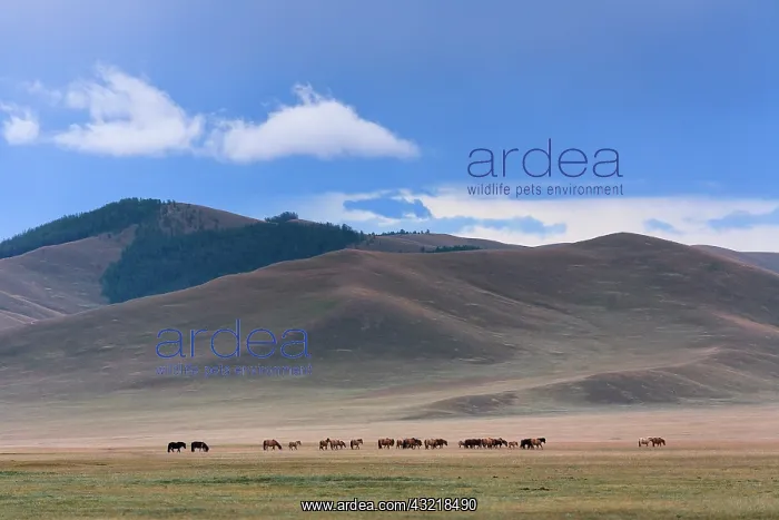 : Horses in the steppe nomads - Mongolia Arkhangai : Horses in the steppe nomads - Mongolia Arkhangai