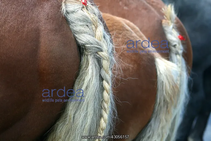 : Horses tails braided France : Horses tails braided France