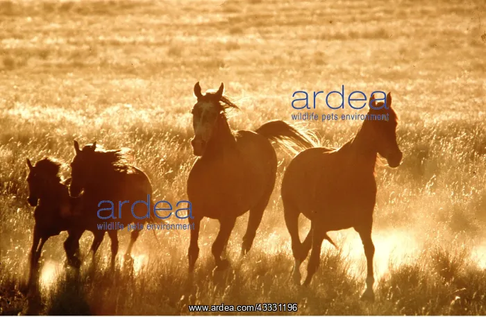 : HORSES - Thoroughbred herd running : HORSES - Thoroughbred herd running