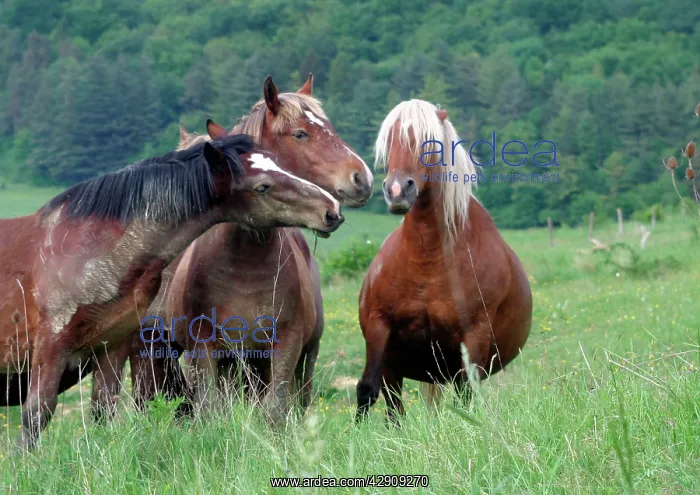  : Horses - three, one pregnant, other two sniffing