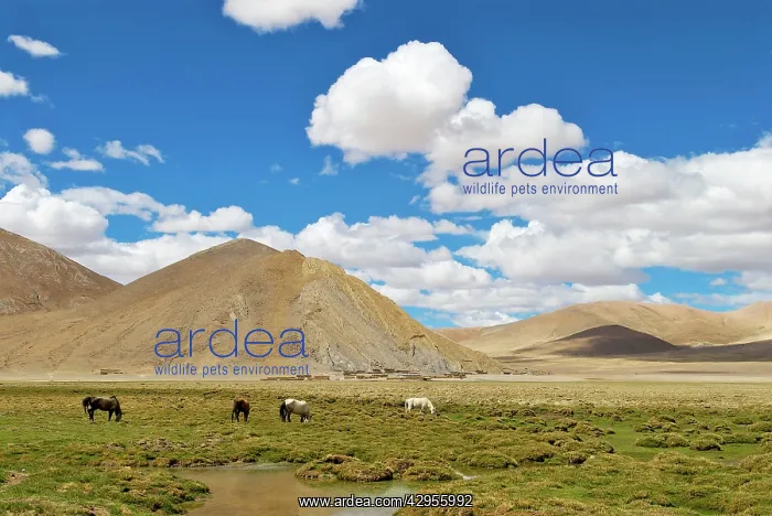  : Horses - Tibetan landscape