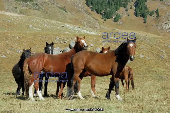  : Horses - Tienschan
