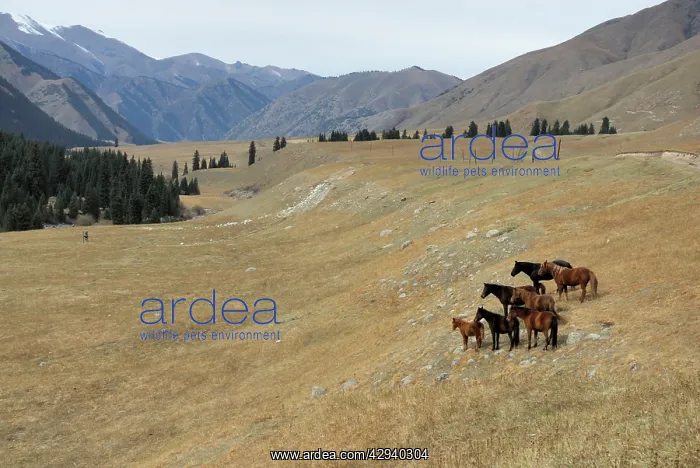 : Horses, Tienschan mountain : Horses, Tienschan mountain