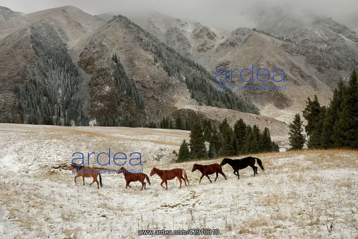 : Horses, Tienschan mountain : Horses, Tienschan mountain