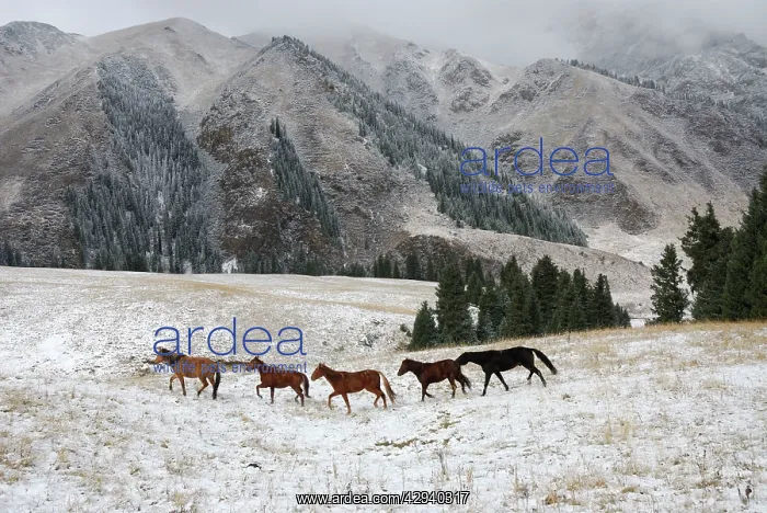 : Horses, Tienschan mountain : Horses, Tienschan mountain