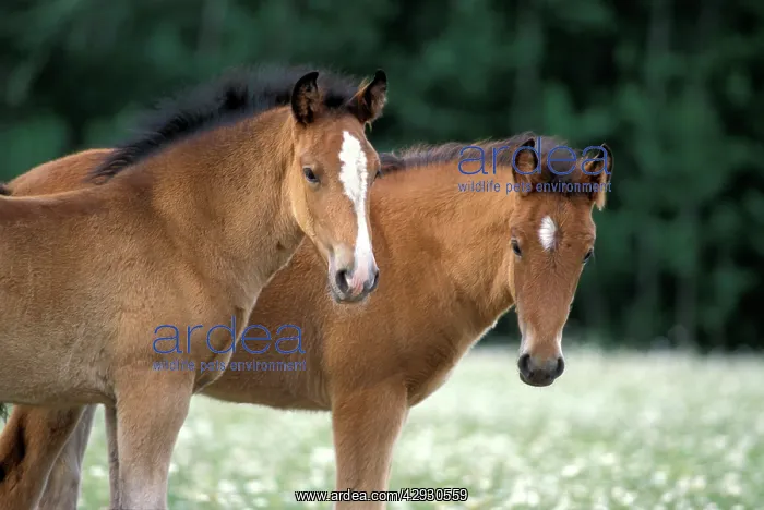 : Horses - Twin Foals standing together in meadow : Horses - Twin Foals standing together in meadow