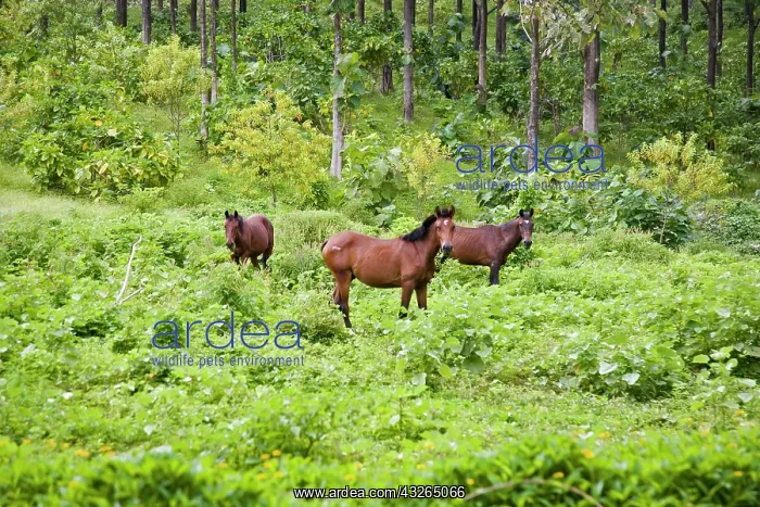 : Horses, Ua Huka, Marquesas Islands, French : Horses, Ua Huka, Marquesas Islands, French