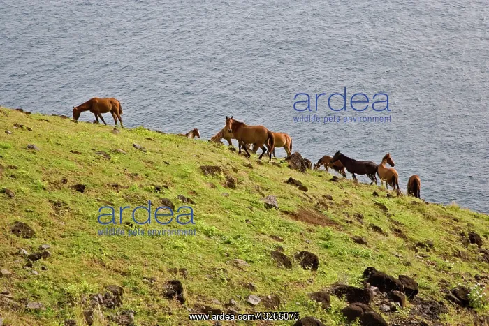 : Horses, Ua Huka, Marquesas Islands, French : Horses, Ua Huka, Marquesas Islands, French