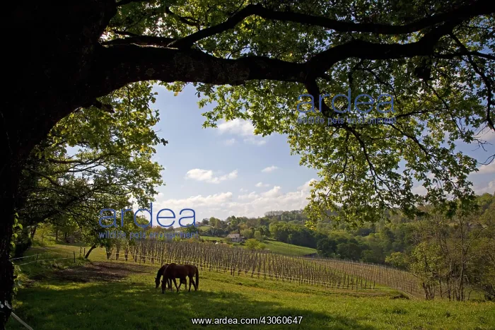: Horses and vineyard of Jurancon in Bearn France : Horses and vineyard of Jurancon in Bearn France