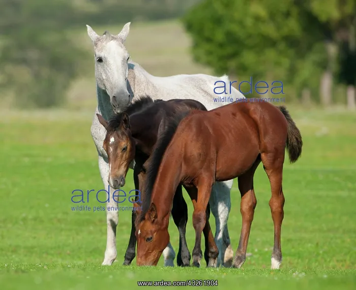 : Horses, white mare and two foales with dark coats : Horses, white mare and two foales with dark coats