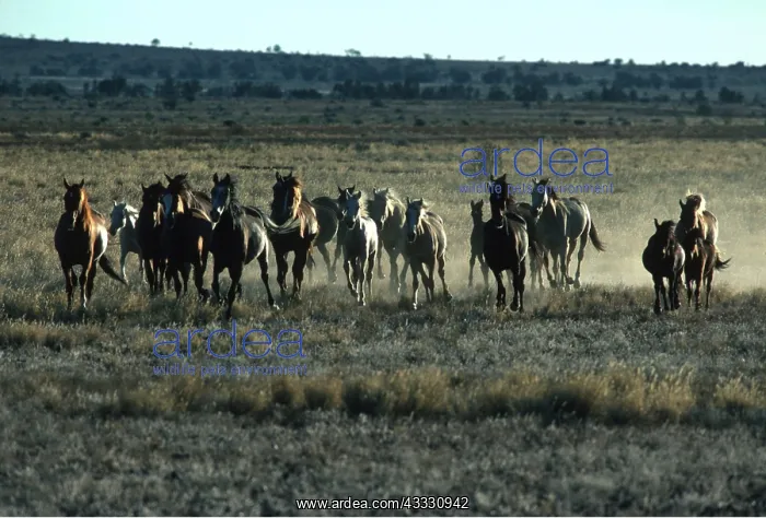 : HORSES - wild : HORSES - wild
