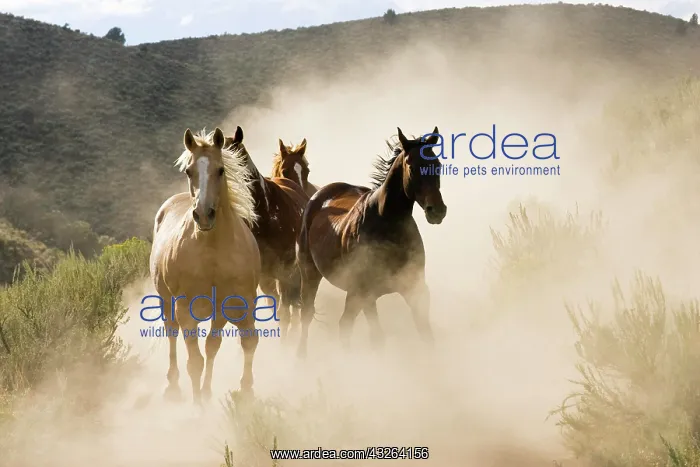 : Horses in wildwest gallopping, Oregon, USA, North : Horses in wildwest gallopping, Oregon, USA, North