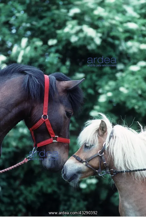 : HORSES - x two ponies with noses touching : HORSES - x two ponies with noses touching