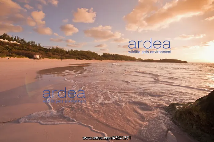 : Horseshoe Bay beach, Bermuda : Horseshoe Bay beach, Bermuda