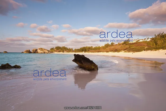 : Horseshoe Bay beach, Bermuda : Horseshoe Bay beach, Bermuda