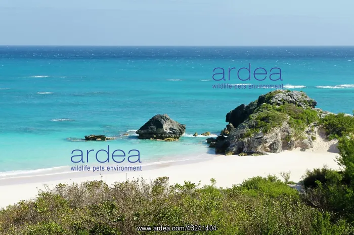 : Horseshoe Bay beach, Bermuda : Horseshoe Bay beach, Bermuda