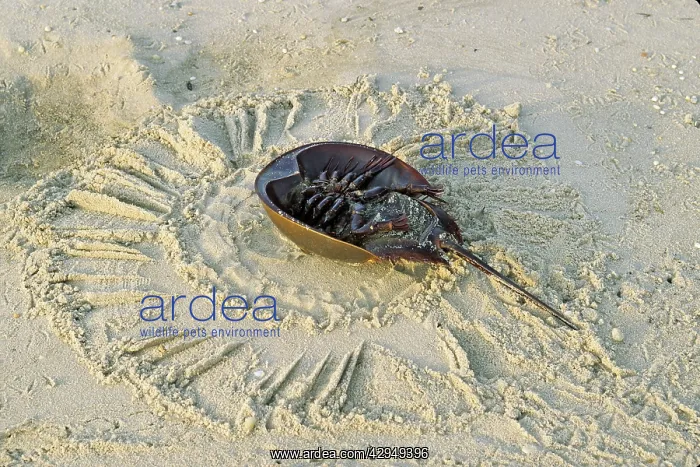 : Horseshoe Crab - on back, often found on beach : Horseshoe Crab - on back, often found on beach