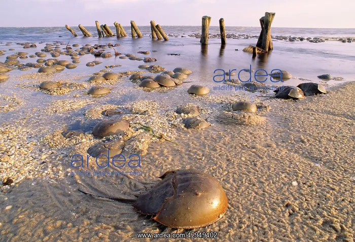 : Horseshoe Crab - often found on beach after tide recedes : Horseshoe Crab - often found on beach after tide recedes