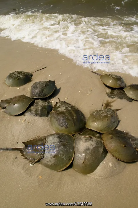 : Horseshoe crab, Cervus canadensis, on a : Horseshoe crab, Cervus canadensis, on a