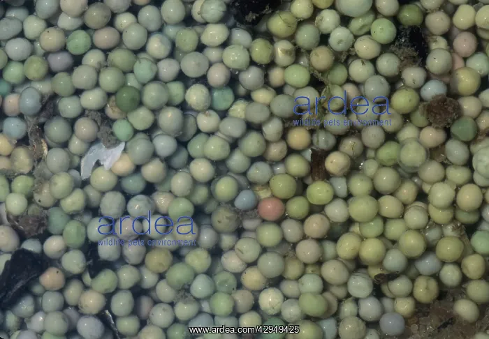 : Horseshoe Crab - eggs : Horseshoe Crab - eggs
