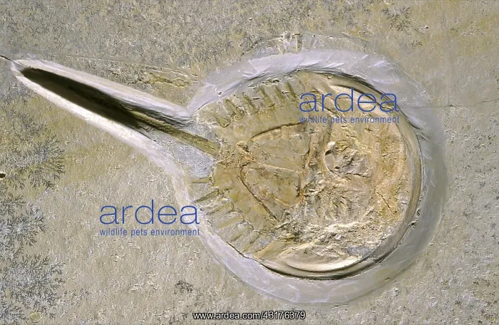 : Horseshoe Crab Fossil : Horseshoe Crab Fossil
