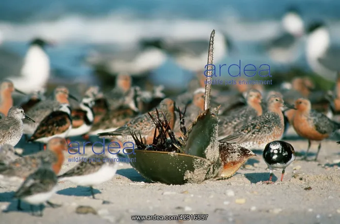 : Horseshoe Crab - overturned : Horseshoe Crab - overturned