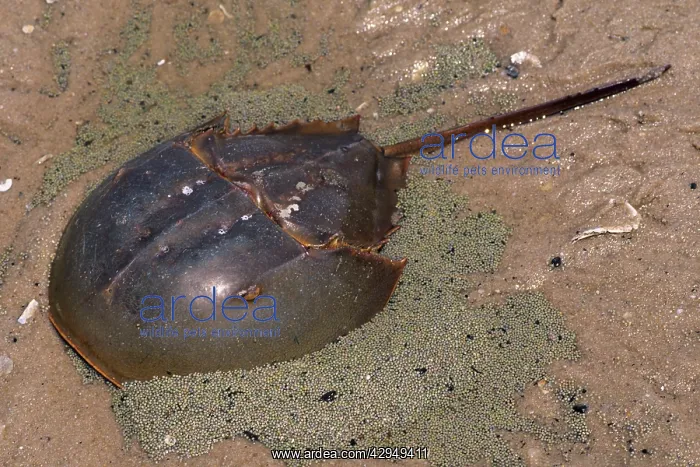 : Horseshoe Crab - surrounded by it's eggs : Horseshoe Crab - surrounded by it's eggs