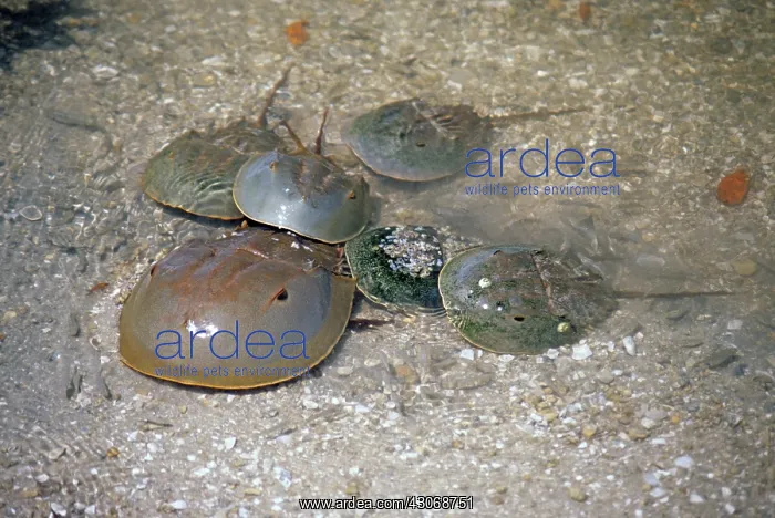 : Horseshoe Crabs : Horseshoe Crabs