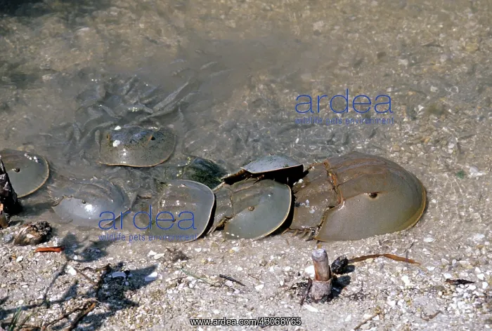 : Horseshoe Crabs : Horseshoe Crabs