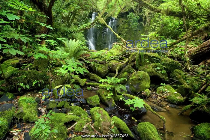 : Horseshoe Falls - beautiful waterfall and brook : Horseshoe Falls - beautiful waterfall and brook
