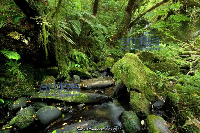 : Horseshoe Falls - beautiful waterfall and brook : Horseshoe Falls - beautiful waterfall and brook