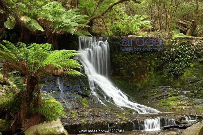  : Horseshoe Falls, Mount Field National Park