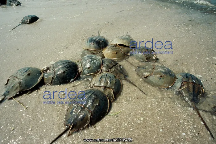: Horseshoe / King Crab : Horseshoe / King Crab