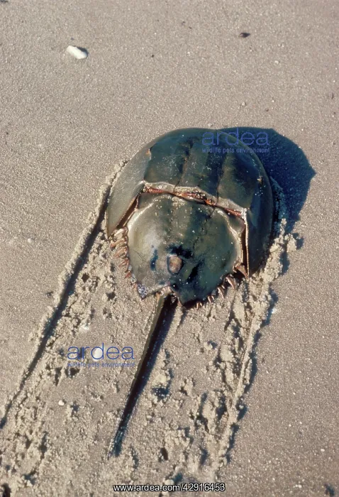 : Horseshoe / King Crab - Returning to water : Horseshoe / King Crab - Returning to water