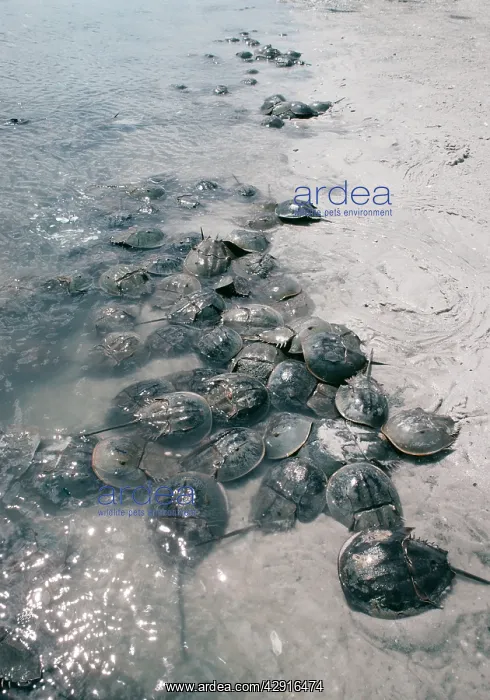 : HORSESHOE / KING CRAB, SPAWNING BEACH : HORSESHOE / KING CRAB, SPAWNING BEACH